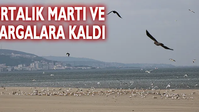 Kısıtlamada ortalık martı ve kargalara kaldı