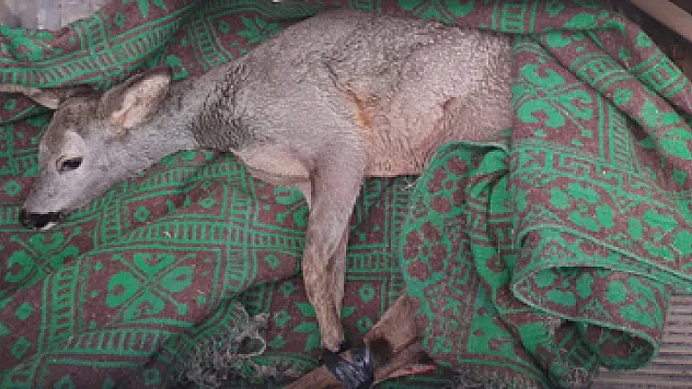 Yaralı yavru karaca tedavi altına alındı