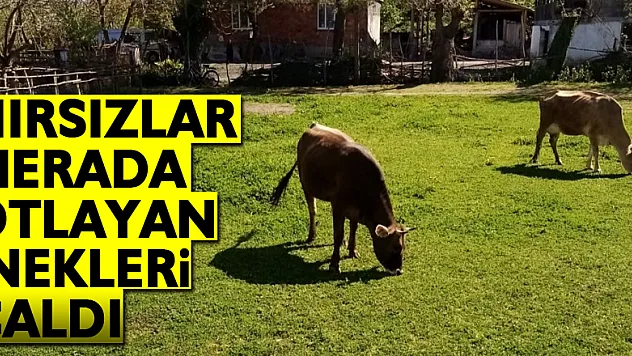 Samsun'da hırsızlar merada otlayan inekleri çaldı