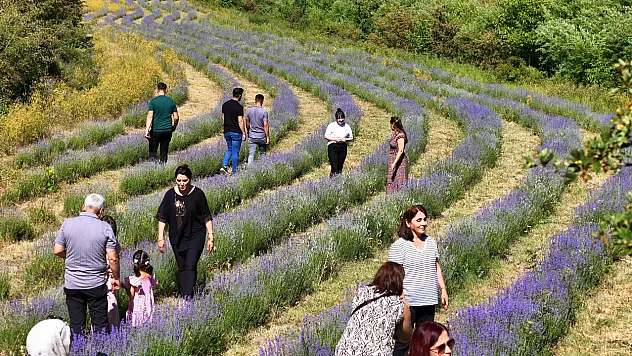 8 Bin Kök Lavanta ile Mor Cennet Kurdu! Erzincan'ın Yeni Gözdesi Oldu