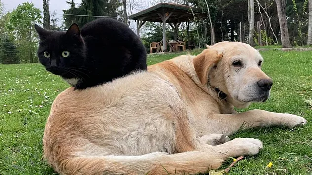 800 tona yakın kedi köpek maması ihraç edildi