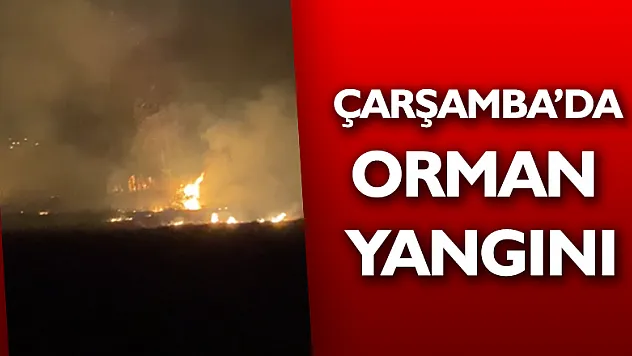 Çarşamba'da orman yangını 