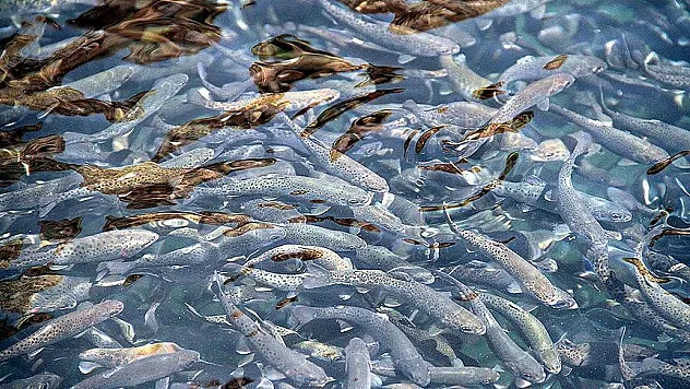 Samsun'da balık yetiştiriciliği ve üretimi 1 yılda yaklaşık yüzde 2 katına çıktı