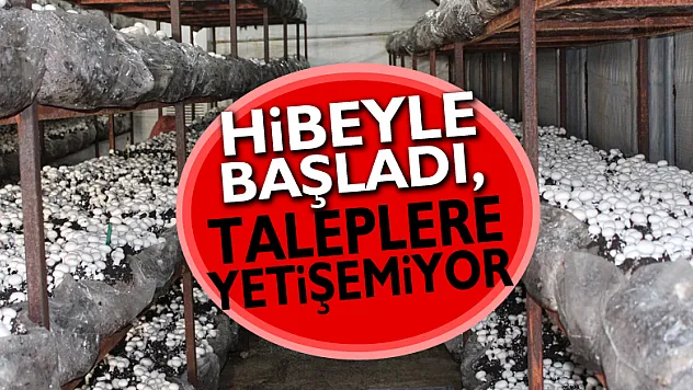 Hibeyle başladı, taleplere yetişemiyor