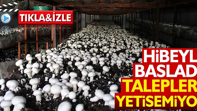 Hibeyle başladı, taleplere yetişemiyor