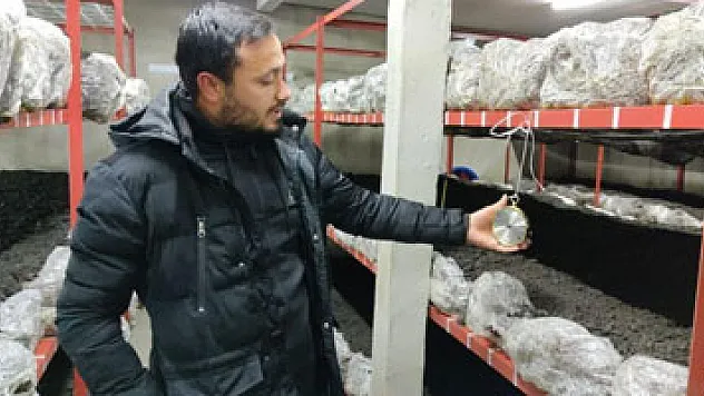 Üniversiteden mezun oldu, mantar üretimine başladı