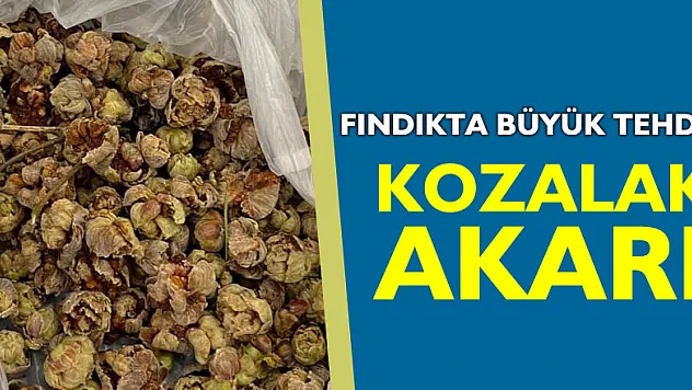 FINDIKTA BÜYÜK TEHDİT: KOZALAK AKARI