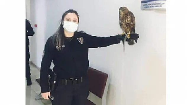 Yaralı doğan yavrusu güvenli ellerde