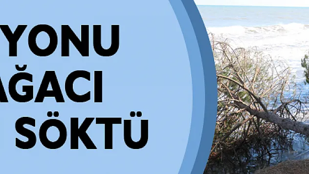 Kıyı erozyonu birçok ağacı kökünden söktü
