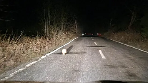 Samsun'da nesli tükenmekte olan porsuk görüntülendi
