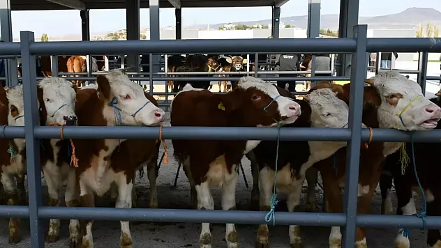 81 ile acil kodlu yazı