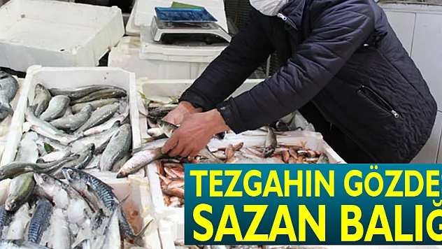 TEZGAHIN GÖZDESİ SAZAN BALIĞI