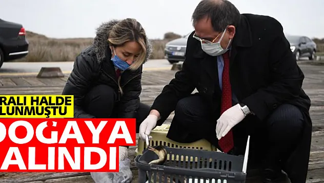 Yaralı halde bulanan ördek tedavi edilerek doğaya salındı