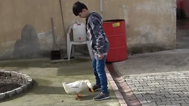 Küçük Yusuf'la ördeğin dostluğu