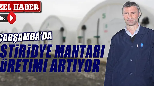 Çarşamba'da istiridye mantarı üretimi artıyor