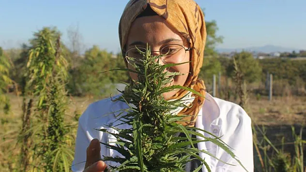 Türkiye'nin ilk tescilli endüstriyel kenevir tohumu 'Vezir' ve 'Narlı' oldu