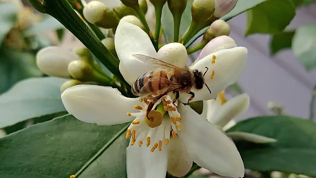 'İklim değişikliği' ve 'varroa' bal üretimini düşürdü