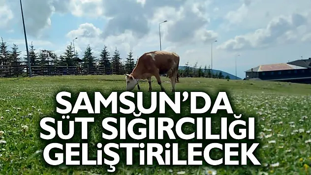 Samsun'da süt sığırcılığı geliştirilecek