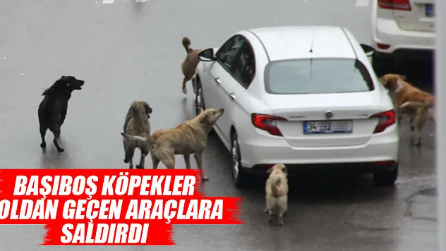 Başıboş köpekler yoldan geçen araçlara saldırdı
