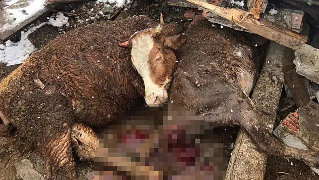 Yağış nedeniyle yıkılan ahırda 3 büyükbaş hayvan telef oldu