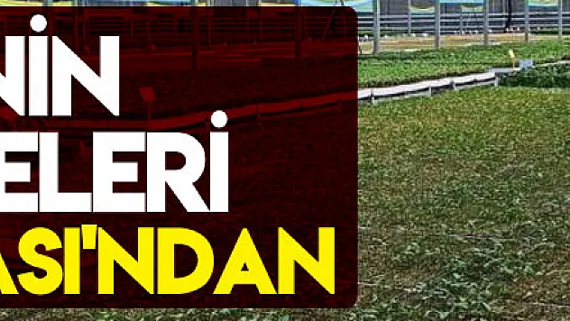 Türkiye'nin sebze fideleri Bafra Ovası'ndan