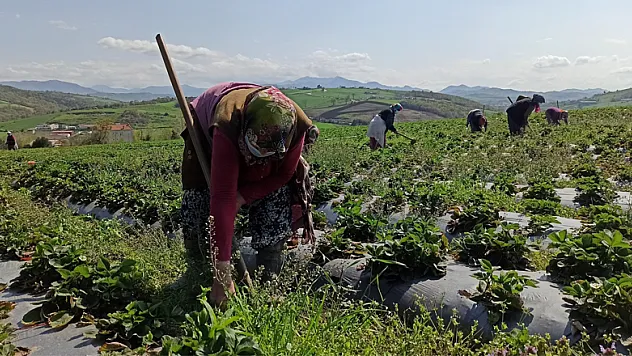 'Elifli çileği' gün sayıyor