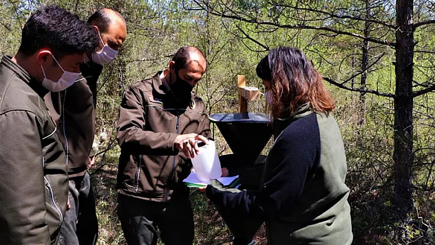 Kunduz Ormanları'nda zararlı böcekler arttı, tuzaklı mücadele başladı