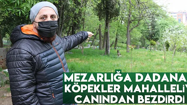 Mezarlığa dadanan köpekler mahalleliyi canından bezdirdi