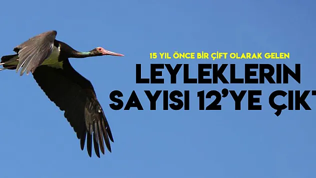15 yıl önce bir çift olarak gelen kara leyleklerin sayısı 12'ye çıktı