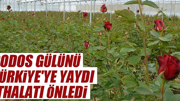 Rodos gülünü Türkiye'ye yaydı, ithalatı önledi