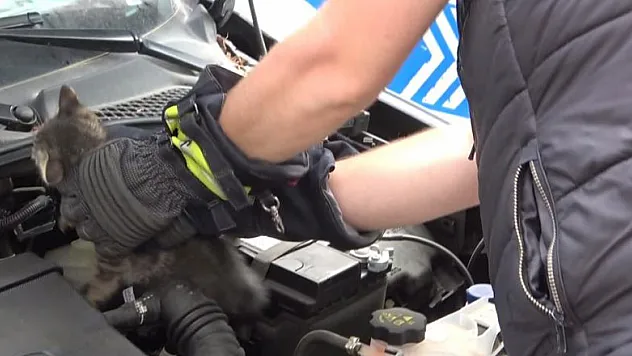 Otomobilin motor kısmına giren kediyi itfaiye kurtardı