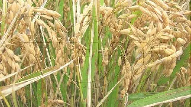 Yanıklık hastalığı uyarısı