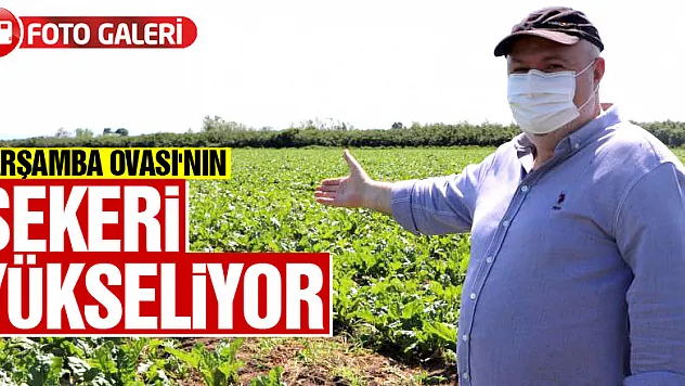 Çarşamba Ovası'nın şekeri yükseliyor