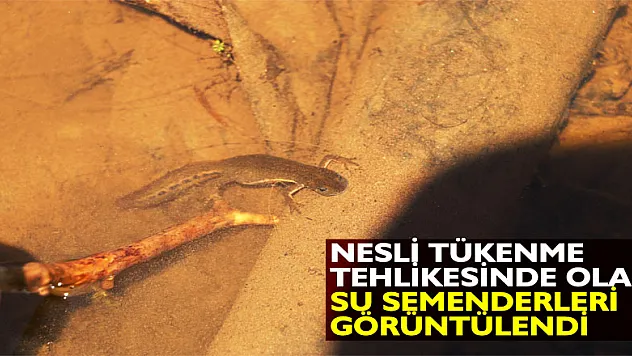 Nesli tükenme tehlikesinde olan 'su semenderleri' görüntülendi