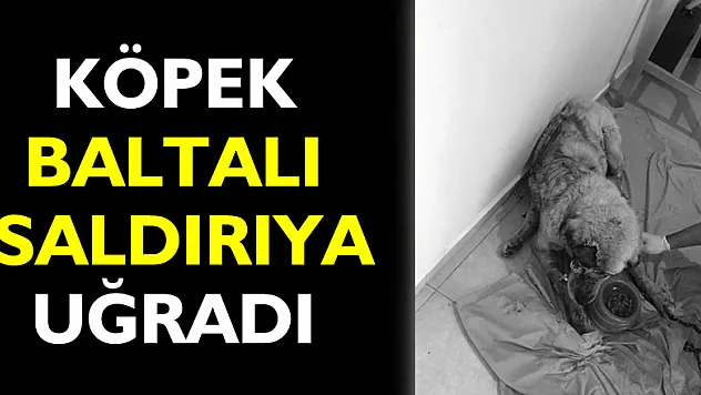 Kangal cinsi köpek baltalı saldırıya uğradı