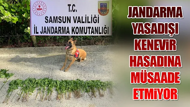 Jandarma Yasadışı Kenevir Hasadına Müsaade Etmiyor 