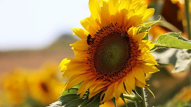 Samsun çiftçisine 18,4 milyon TL yağlı tohumlu bitkiler fark ödemeleri desteği