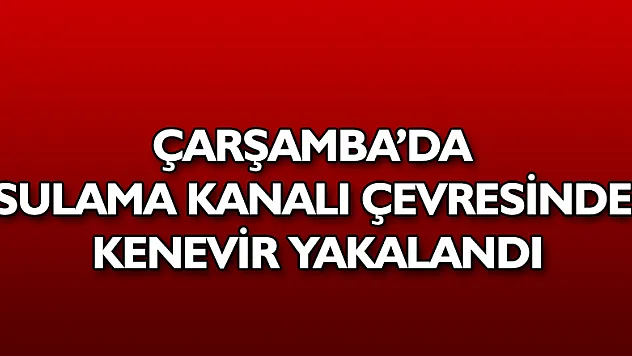 Sulama kanalı çevresinde kenevir bitkisi ve 500 gram kubar esrar ele geçirildi