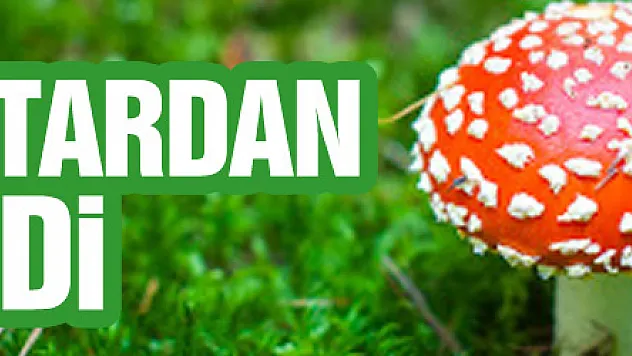 Samsun'da 4 kişi mantardan zehirlendi