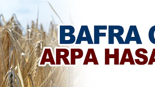 Bafra Ovası'nda arpa hasadı başladı