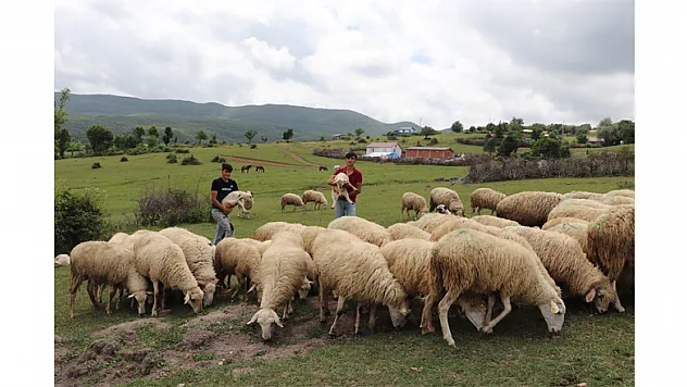 'Sertifikalı çoban' olacaklar