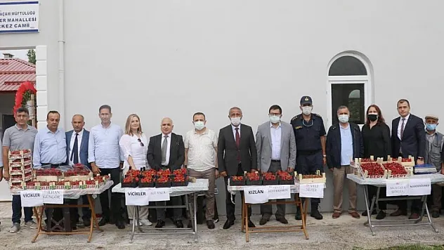 Samsun'da çilek üretimi yaygınlaşıyor