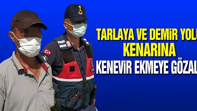 Samsun'da tarlaya ve demir yolu kenarına kenevir ekmeye gözaltı