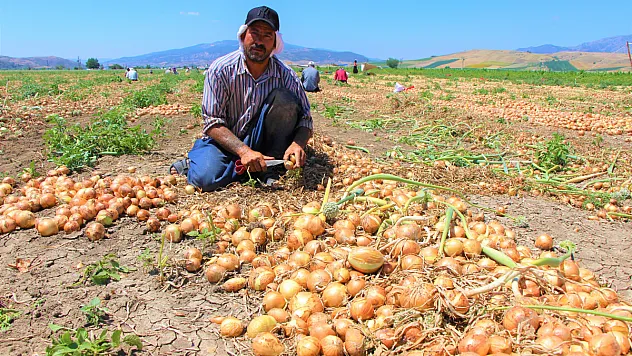 Tarlada soğanın fiyatı sudan ucuz