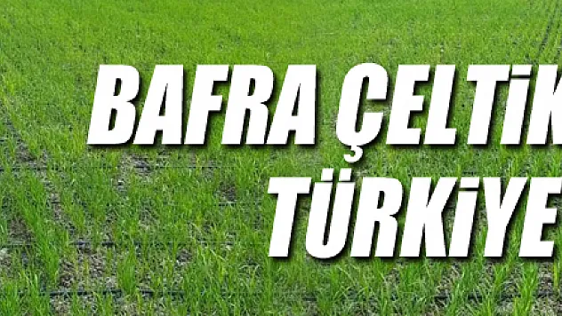 Bafra çeltik üretiminde Türkiye'de 2. sırada
