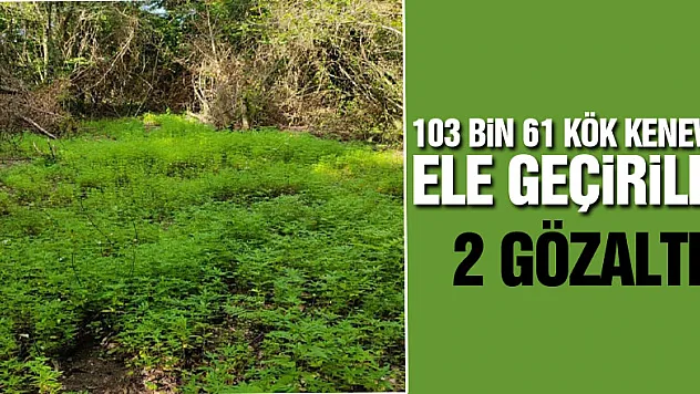 Samsun'da 103 bin 61 kök kenevir ele geçirildi: 2 gözaltı