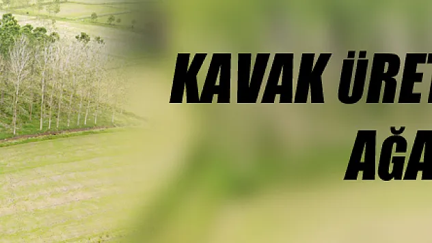 Kavak üretimi tehlikede: Ağaçlar kuruyor