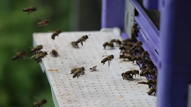 Kafkas ana arıları ilçedeki bal üretimini 3'e katladı