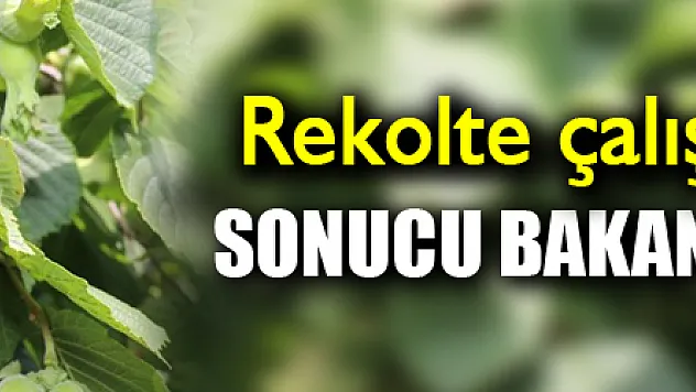 Samsun'un fındık rekolte çalışmaları tamam: Sonucu bakanlık açıklayacak