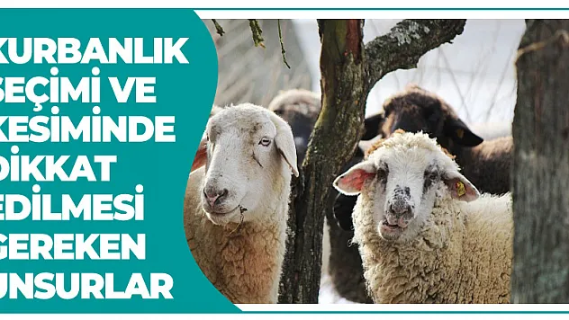 Kurbanlık seçimi ve kesiminde dikkat edilmesi gereken unsurlar